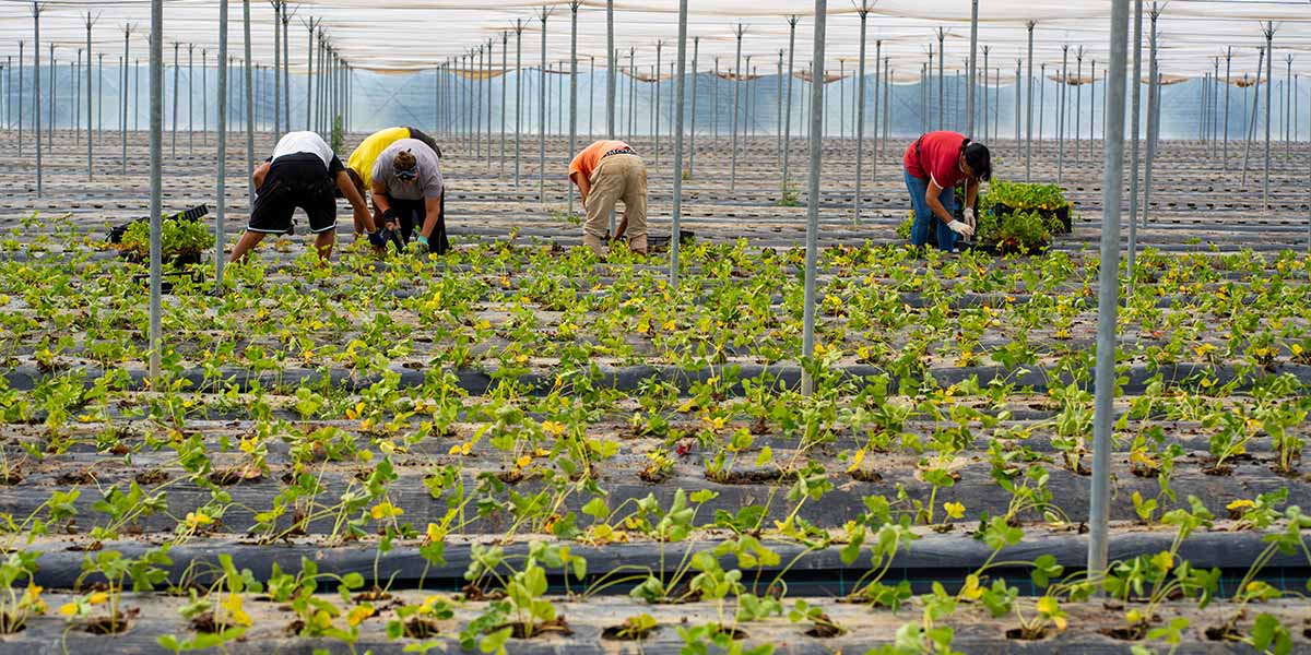 Fragole, in crescita le piantine delle varietà di Nova Siri Genetics